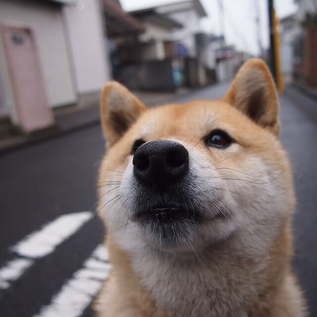 九游平台-“意甲战况激烈，豪门争锋不断”，意甲的豪门
