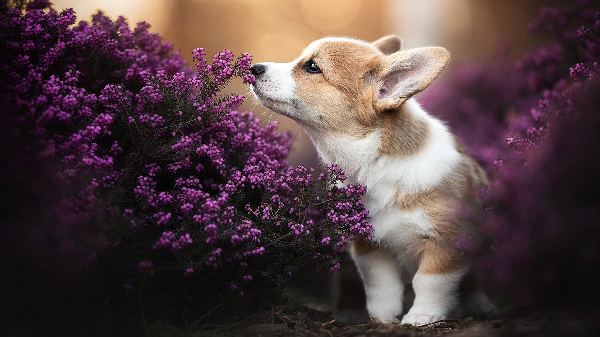 国际铁人三项激烈对决,极限挑战创业巅峰,国际铁人三项logo